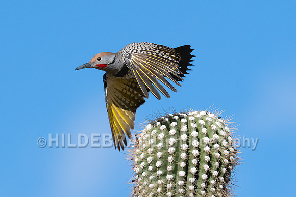 Gilded Flicker