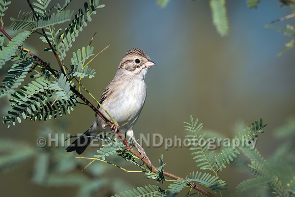 Brewer's Sparrow