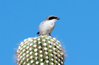 Loggerhead Shrike