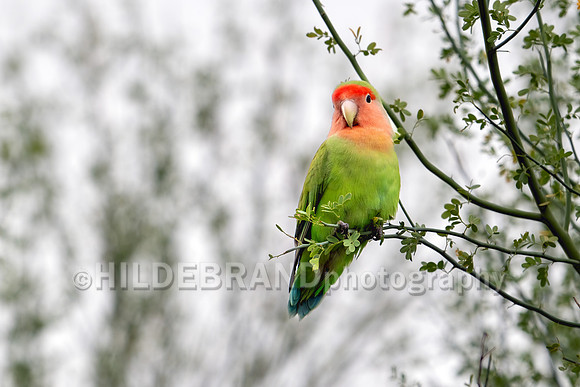 Rosy-faced Lovebird