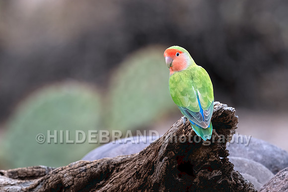 Rosy-faced Lovebird