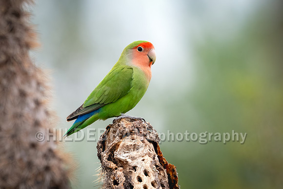 Rosy-faced Lovebird