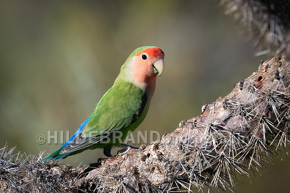 Rosy-faced Lovebird