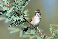 Brewer's Sparrow