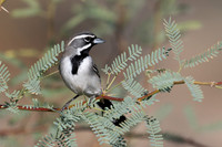 Black-throated Sparrow