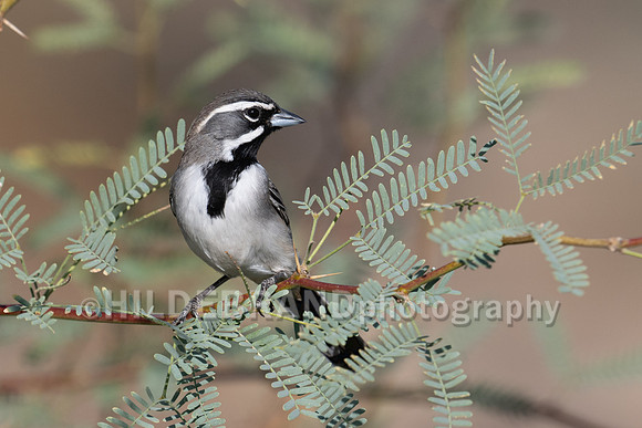 Black-throated Sparrow