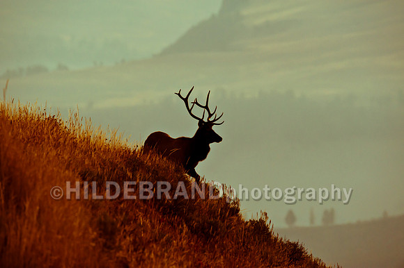 Yesteryear Elk
