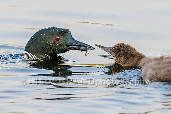 Common Loon