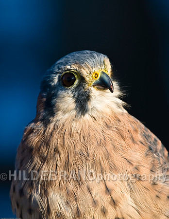American Kestrel