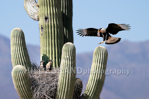 Crested Caracara