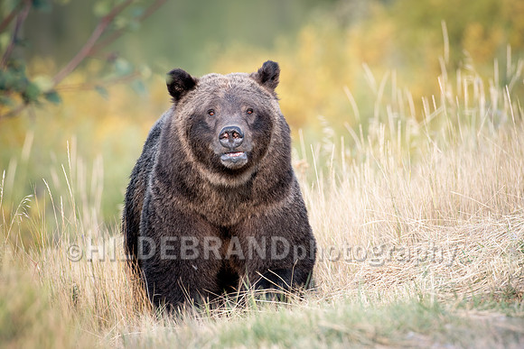 Grizzly Bear 399