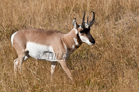 Pronghorn Antelope