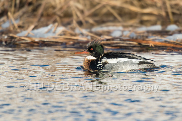 Red-breasted Merganser