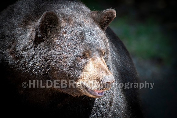 Black Bear