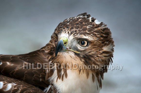Red-tailed Hawk
