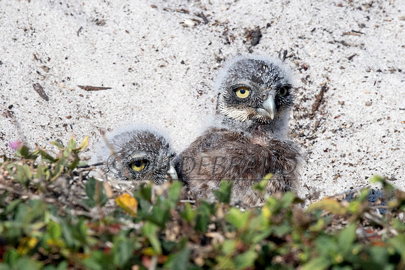Burrowing Owl