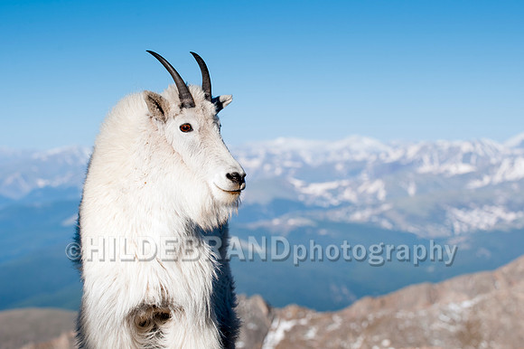 Mountain Goat