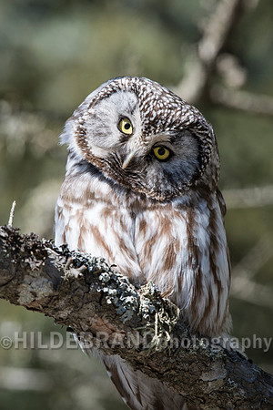 Boreal Owl