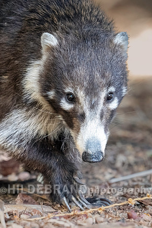 Coatimundi