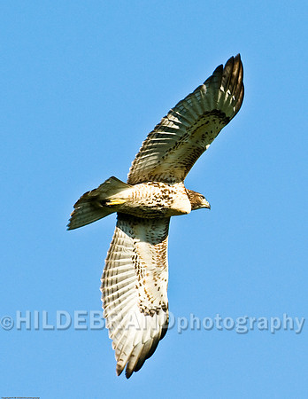 Red-Tailed Hawk - Immature