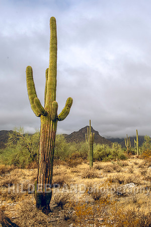 Arizona Desert