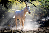 Wild Horses - Salt River