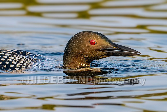 Common Loon