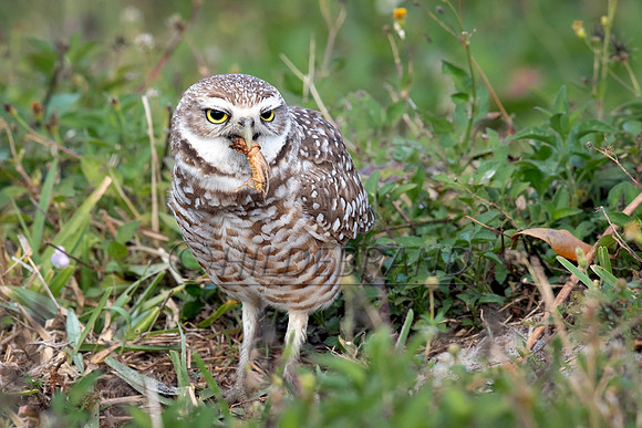 Burrowing Owl