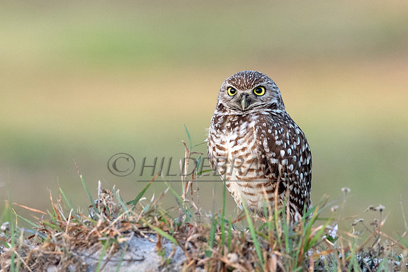 Burrowing Owl