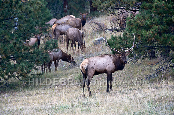 Bull Elk