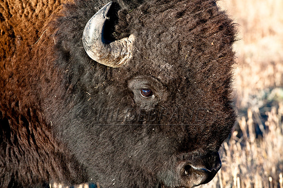 Tatanka