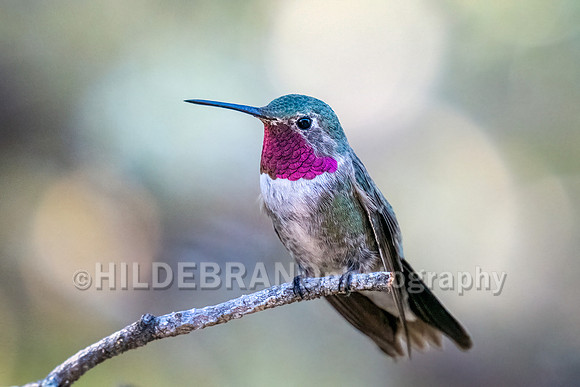 Broad-tailed Hummingbird"