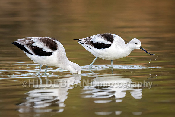 American Avocet