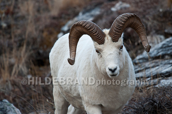 Dall Sheep