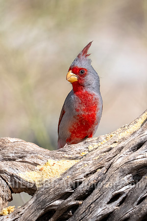 Pyrrhuloxia