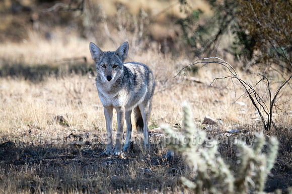 Desert Coyote