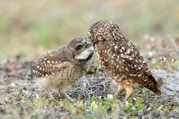 Feeding Time