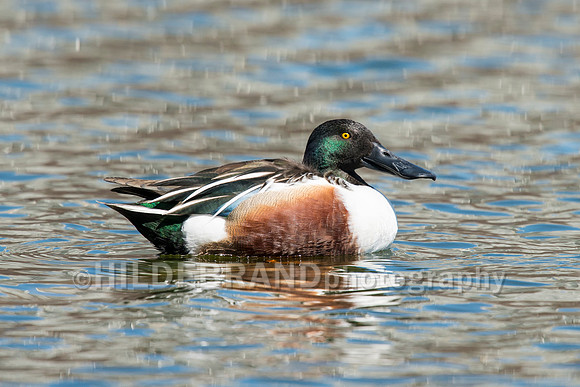 Northern Shoveler