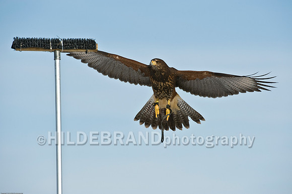 Immature Harris's Hawk