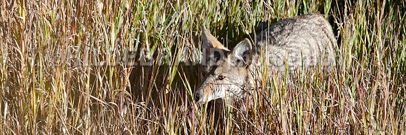 The Stalk