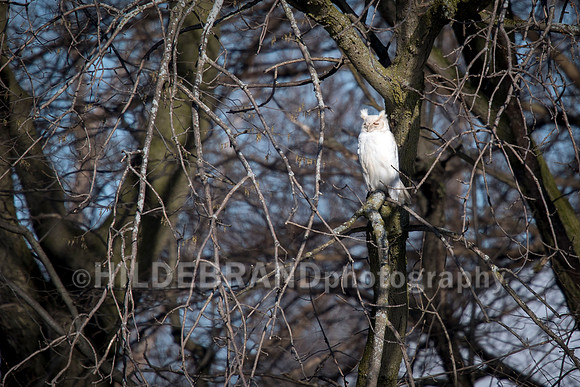 Leucistic Great Horned Owl