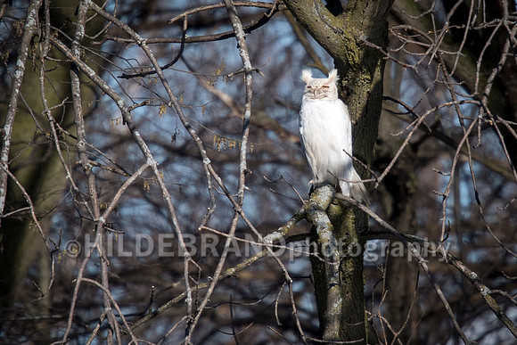 Leucistic Great Horned Owl
