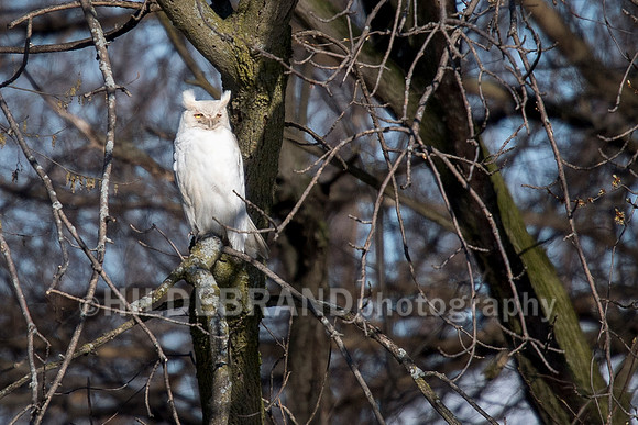 Leucistic Great Horned Owl