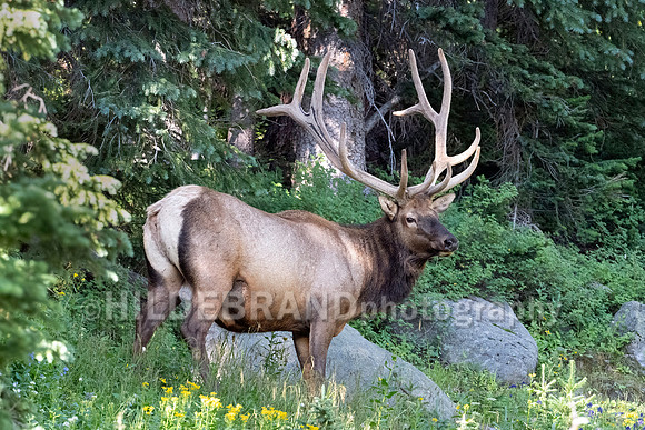 Elk