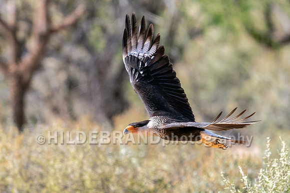 Crested Caracara