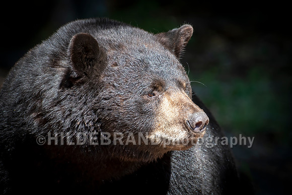 Black Bear