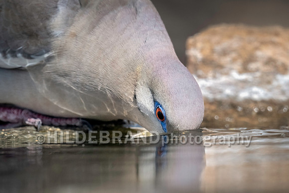 White-winged Dove