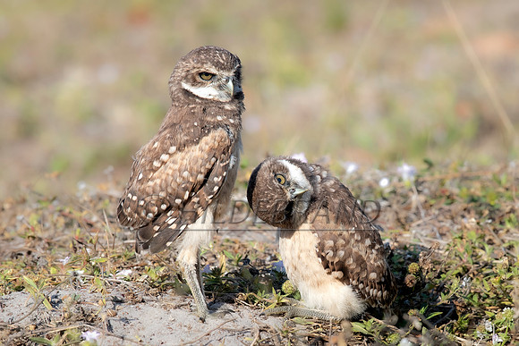 Burrowing Owl