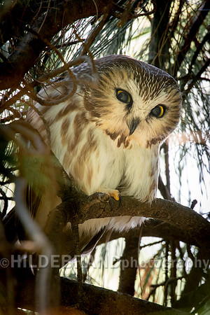 Northern Saw-whet owl