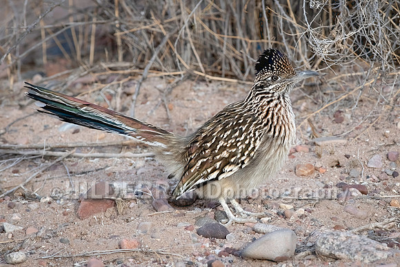 Greater Roadrunner